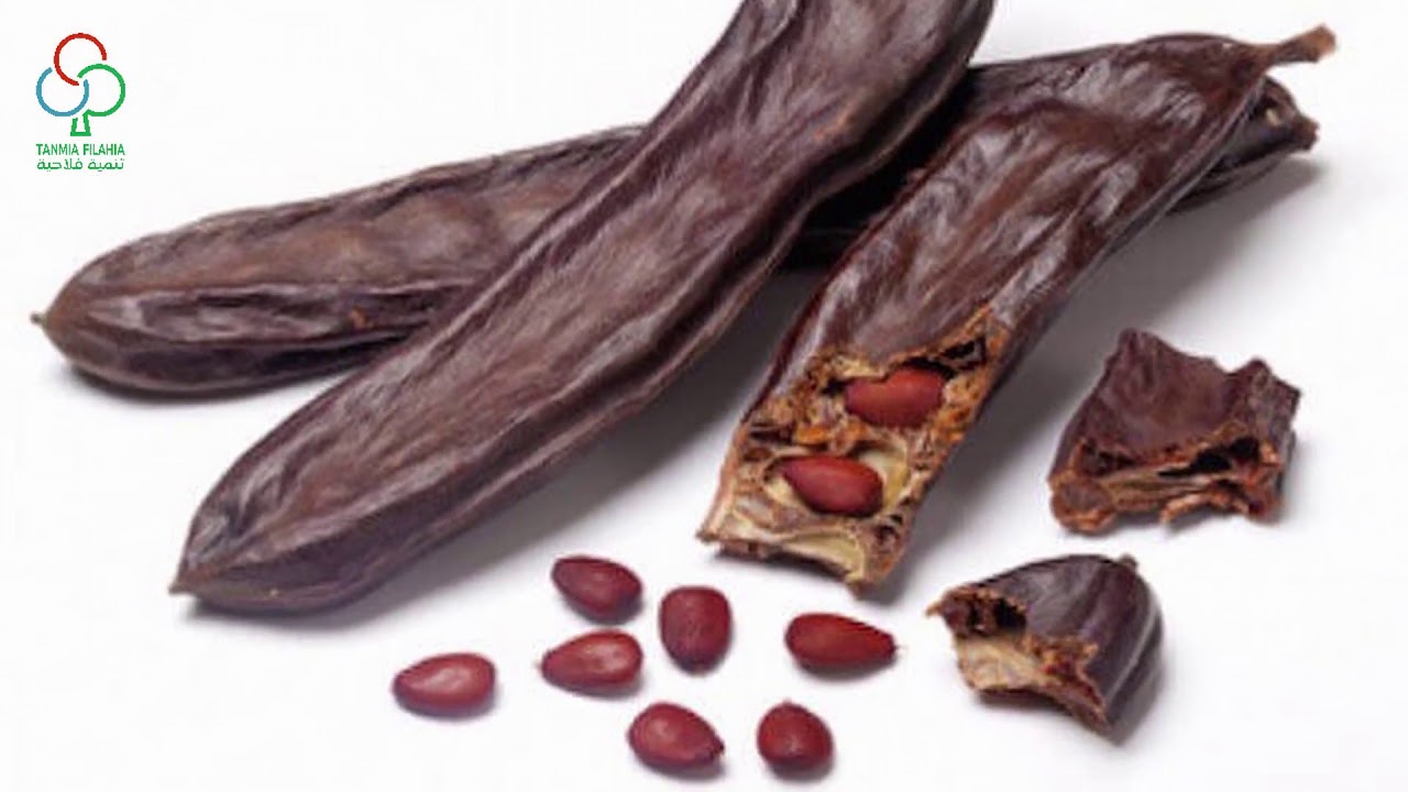 Caroubier (Taille) :  الخروب (تقليم)