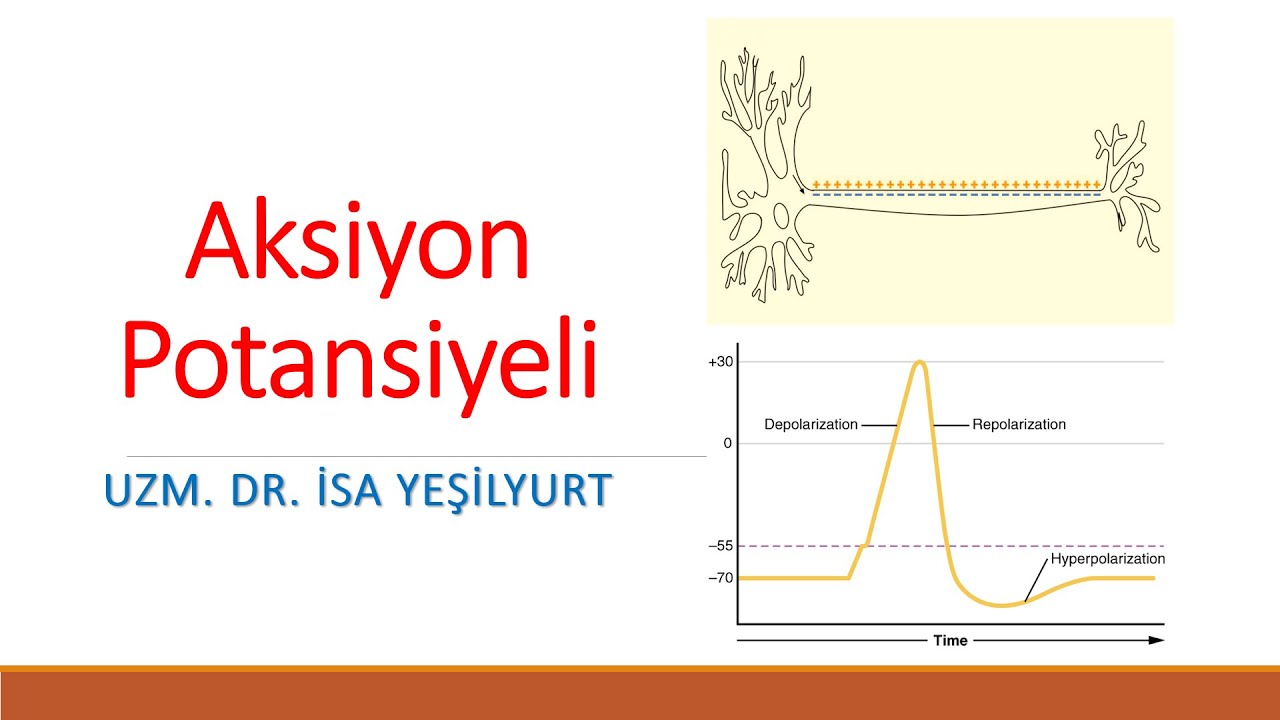 Aksiyon Potansiyeli ve Dereceli Potansiyeller #fizyoloji #tus