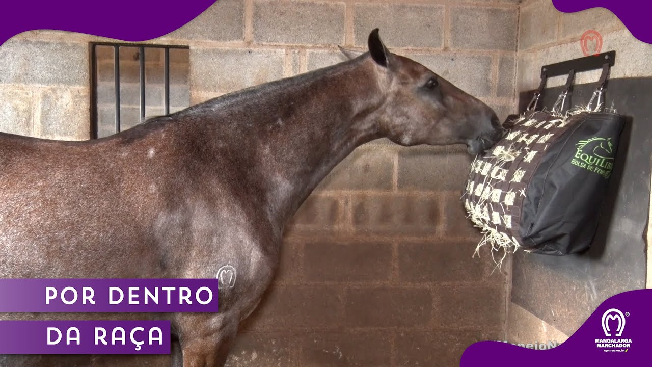 Benefícios de intervalos corretos na Alimentação dos Cavalos + Bolsa de Feno