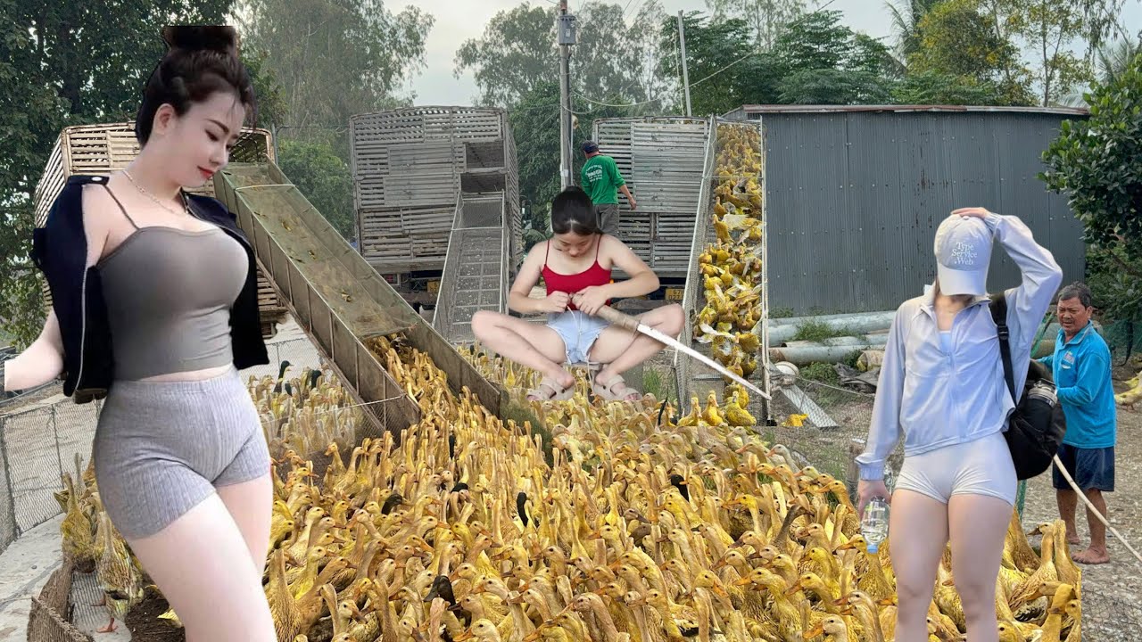 Full :800,000 ducks transported by truck to new fields - an efficient and profitable farming method.