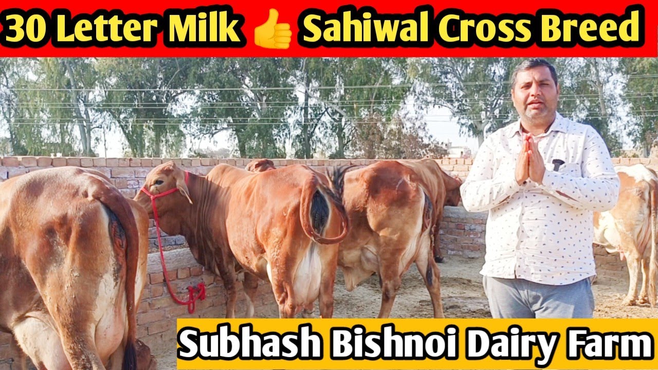 30 Letter Milk 👍 top 6 sahiwal gir cross breed cow for sale! सुभाष डेयरी फार्म श्रीगंगानगर राजस्थान