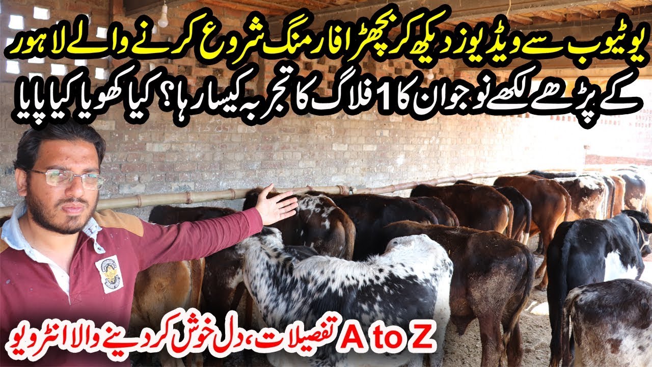Farhan Cattle Farm in Lahore | Wacha Farming | Calf Fattening | Bachra Farming