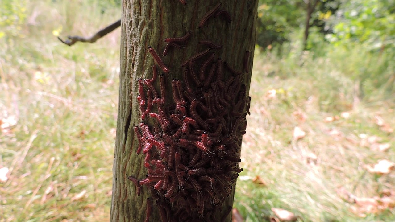 Capital Naturalist: Walnut Datana Caterpillars