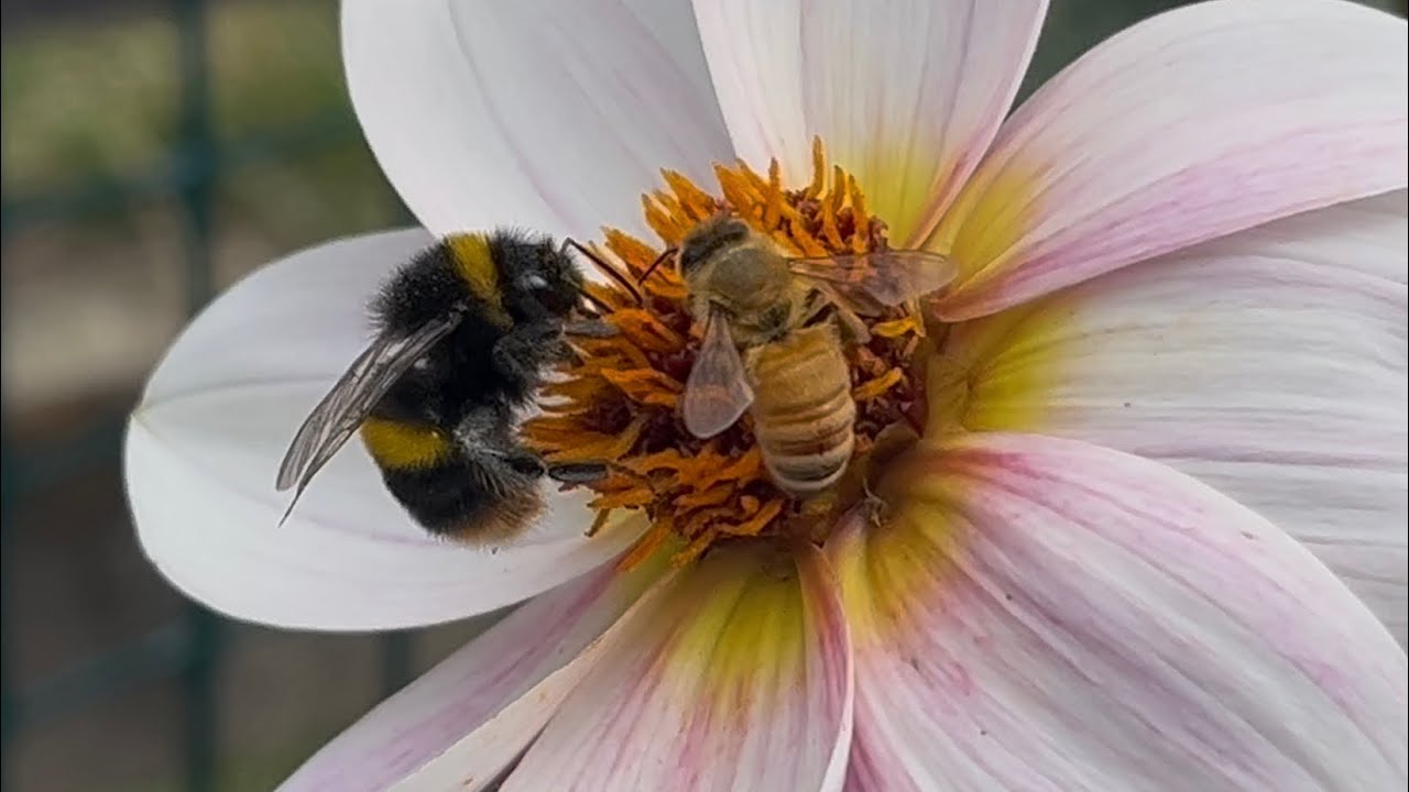Bumblebees and Honey Bee on Dahlia Flowers 