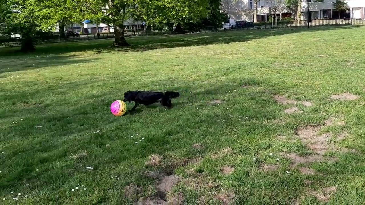 Markiesje Layla met nieuwe bal