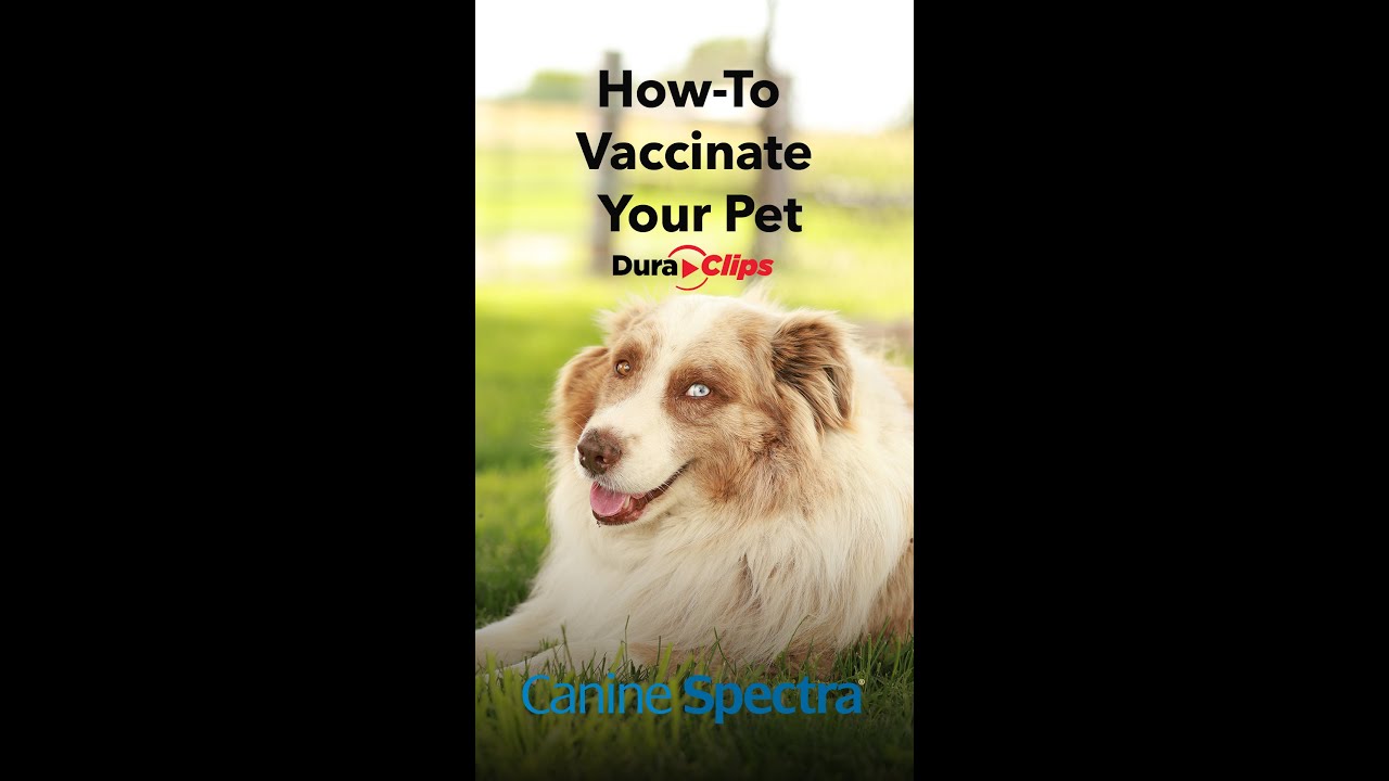 How-To Vaccinate Your Dog With Canine Spectra®