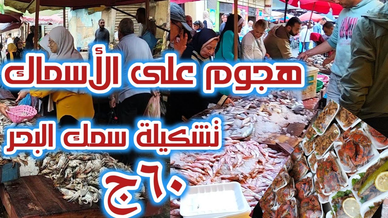 سوق باب عمر باشا اسكندرية ومهرجان سمك البحر عند حسن قدورة تشكيلة سمك الحر ٦٠ج