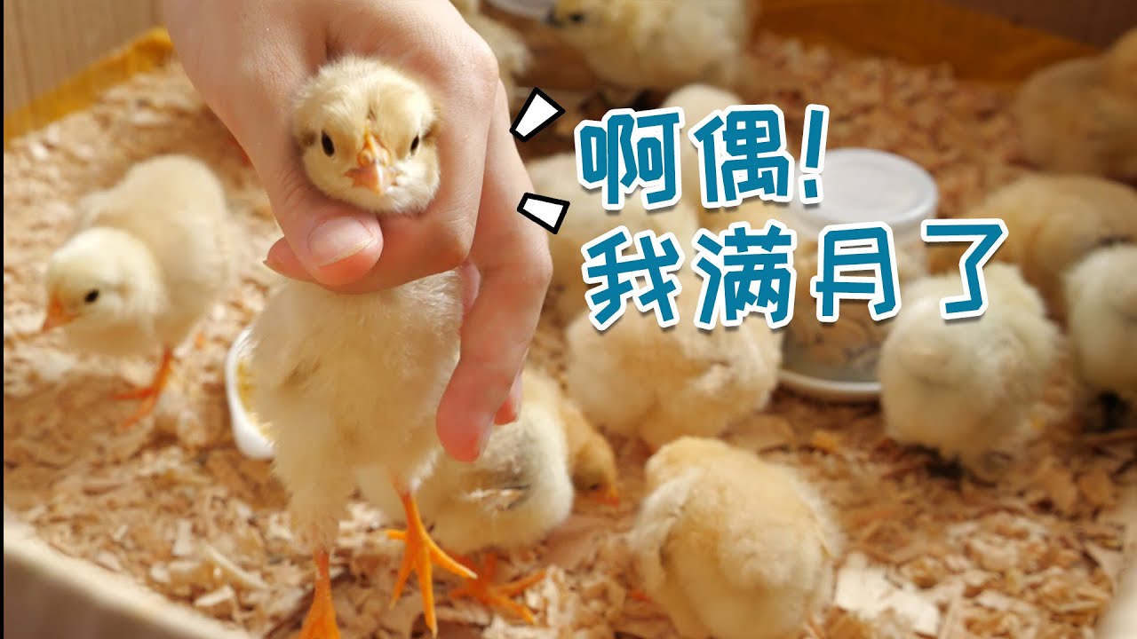【阳台养鸡日常】小垃鸡们满月啦