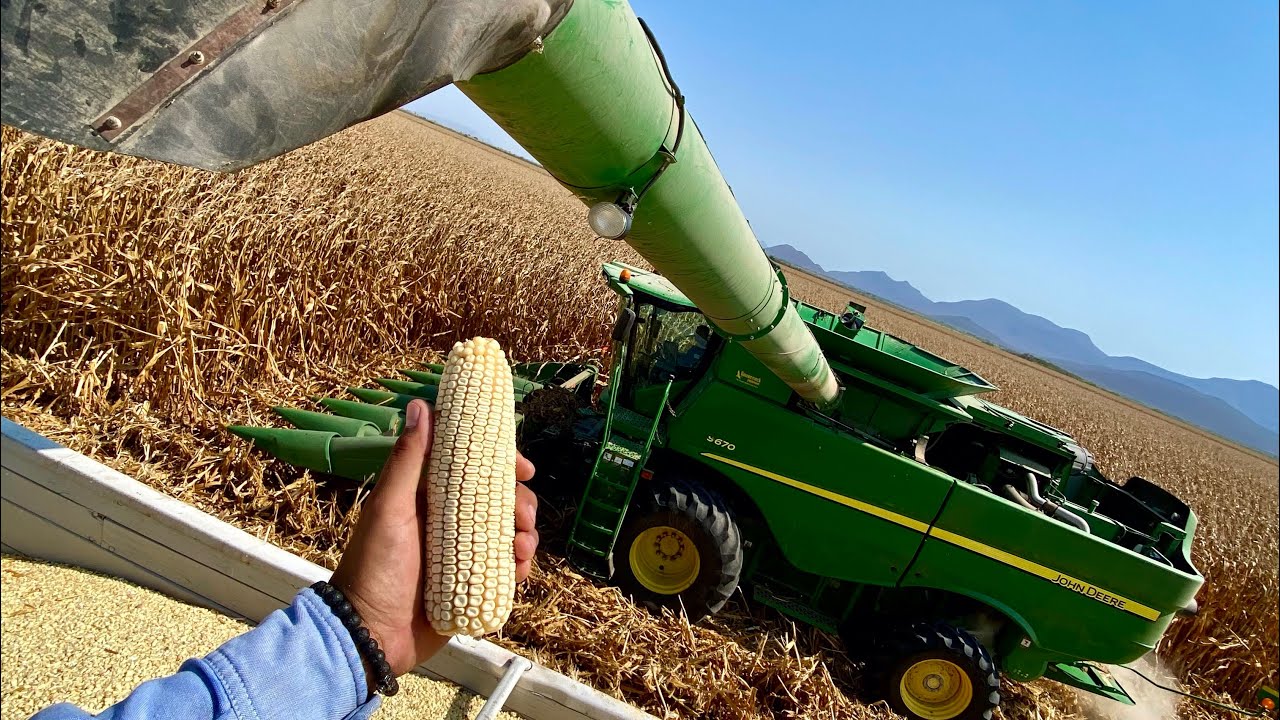 Trilla de Maíz blanco (DeKalb 4050) 13 toneladas x Hectárea