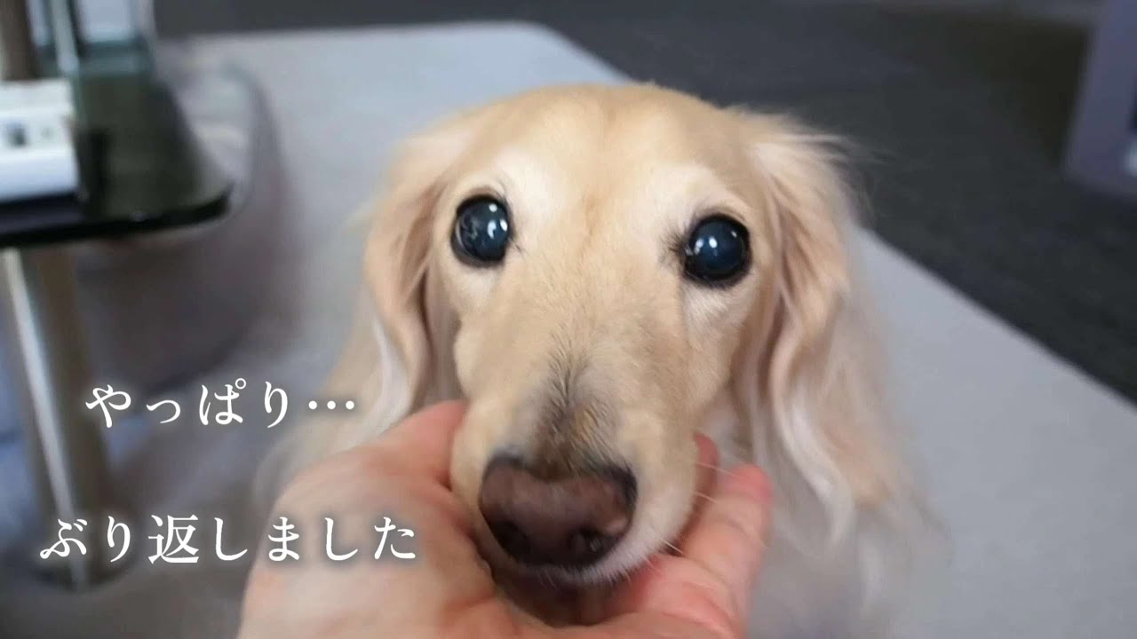 不安的中、やっぱりぶり返したので病院に行ってきました。新しいサプリ【カニンヘンダックスのんの】