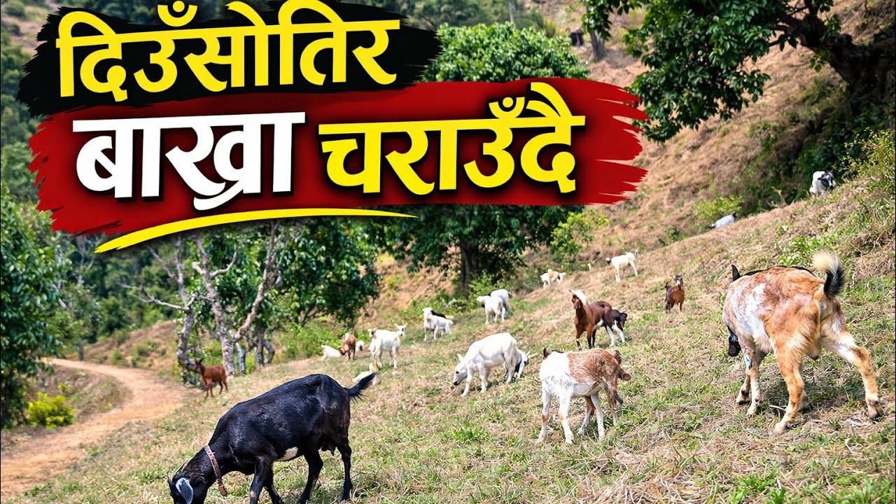 लटैनाथ पशुपन्छी पालन! दिउँसोतिर बाख्रा चराउँदै!viral❣️