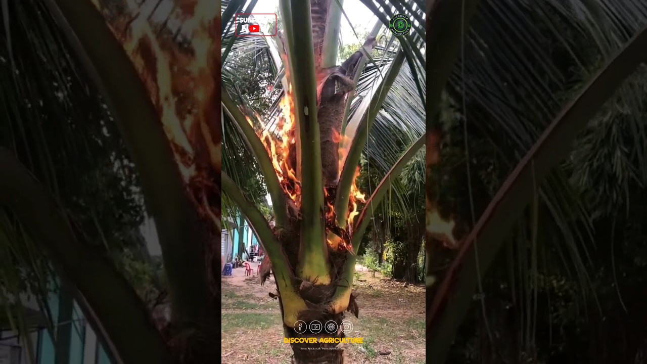 Why do they burn Coconut Trees like this..?🤔🔥