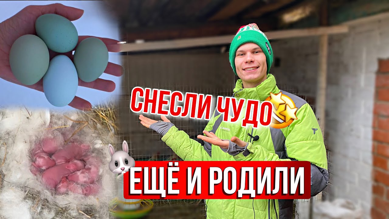 На Ферме Праздник ЯЙЦА🪺Кролики РОДИЛИ ? Породистые курочки / Готовимся к сезону 2024 👨‍🌾Утки,Гуси