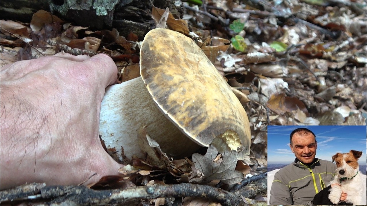 Pedro ed i funghi porcini aereus del parco dei cento laghi - ottobre 2024