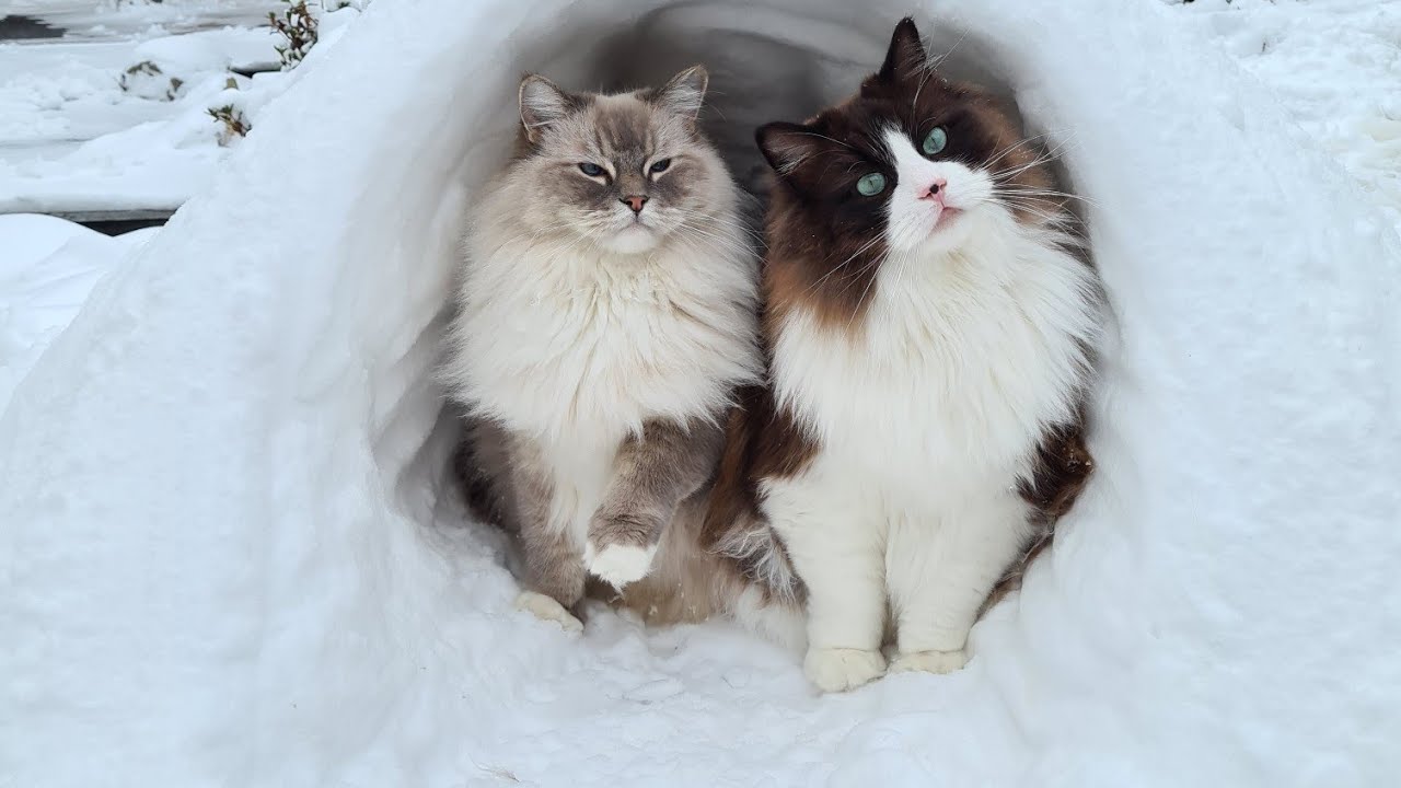 Cats Playing In The Snow (Cute Paw Prints)