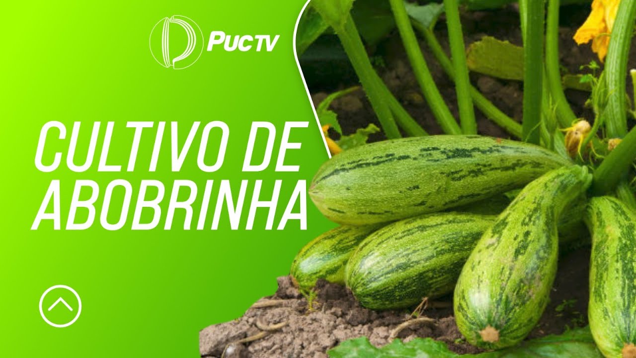 CULTIVO DE ABOBRINHA
