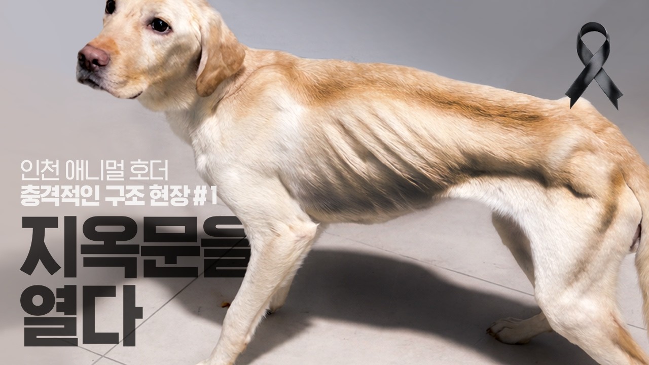 인천 애니멀 호더 구조 현장&hellip; 집 안에서 다수의 사체 발견 | 살아남은 아이들 긴급 구조
