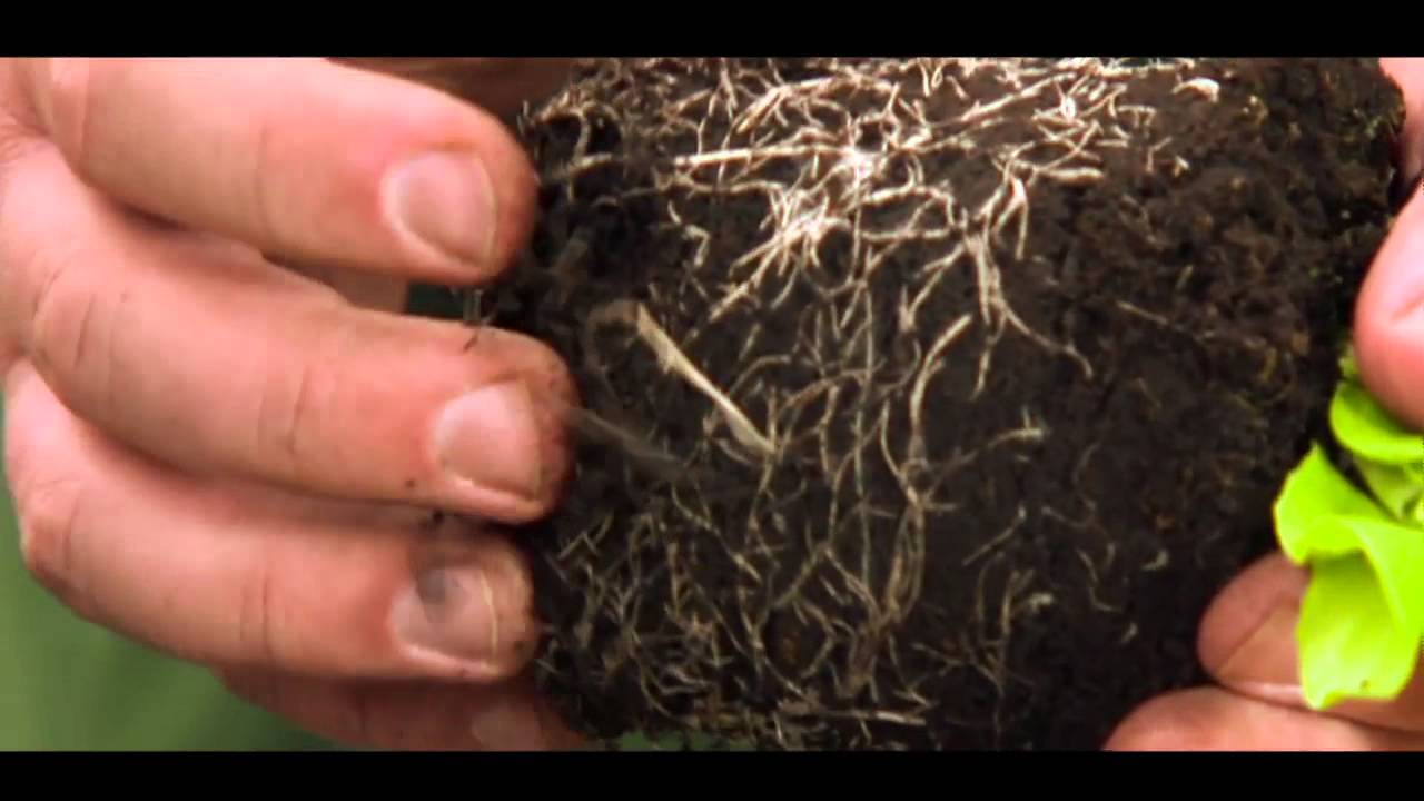 #BeAFarmHero Grow your own Cropsies