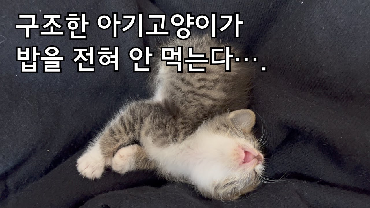 ep2. 음식을 모두 거부하는 아기고양이와 초보집사 (분유 강제급여)