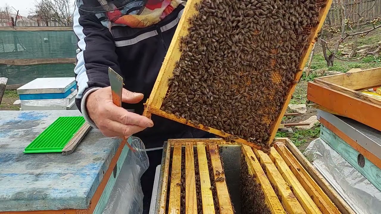 lucrări de primăvară 14 aprilie 2022 lărgirea cuiburilor #apicultura2022 #albine2022