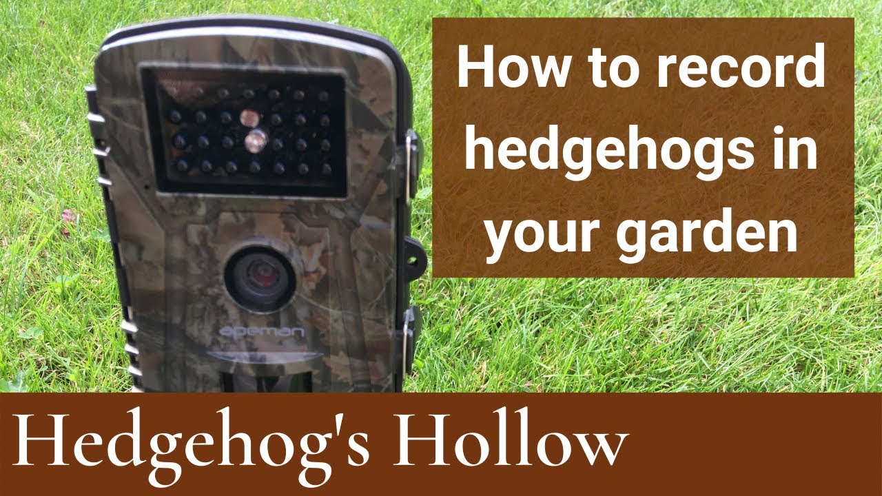 How to record wildlife in your garden at night | Hedgehog's Hollow