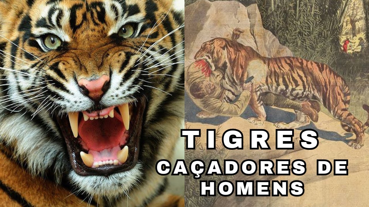 REAIS ATAQUES DE TIGRES SELVAGENS! CONHECIDOS COMO 