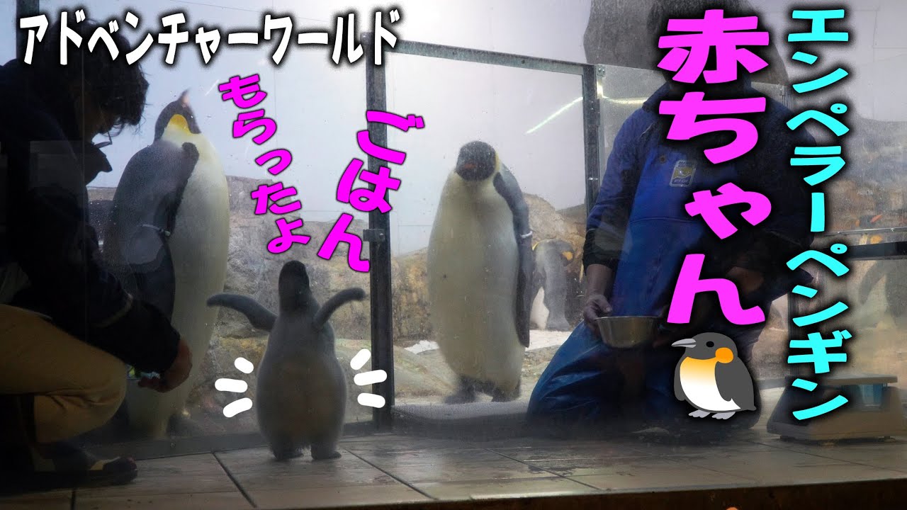 【食べる度にママパパ報告】「おいちいよ」エンペラーペンギン赤ちゃん３Ｋｇ越えで魚バクバク