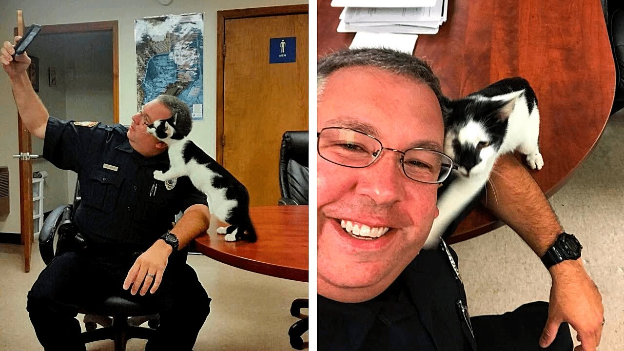 Katze stürmt Polizeiwache, um für Selfies zu posieren...