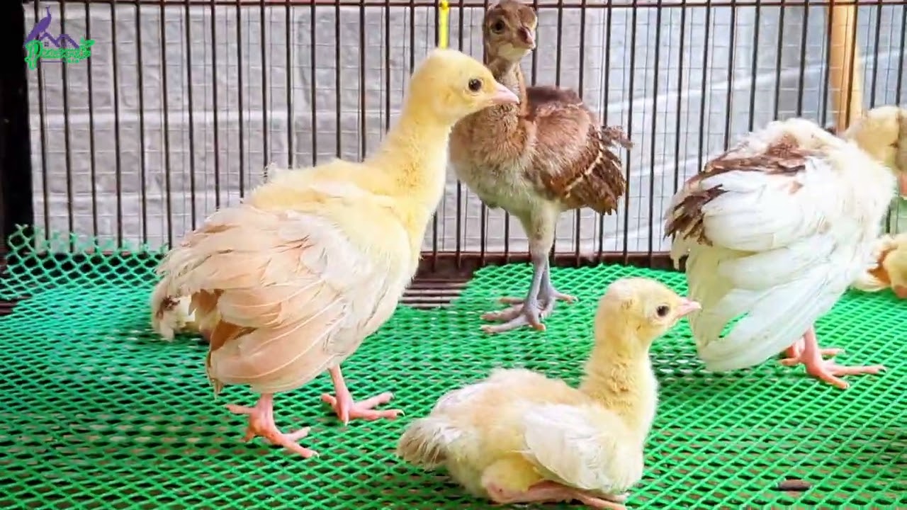 Peachicks care tips | Mor k bachy | Peacock Villa