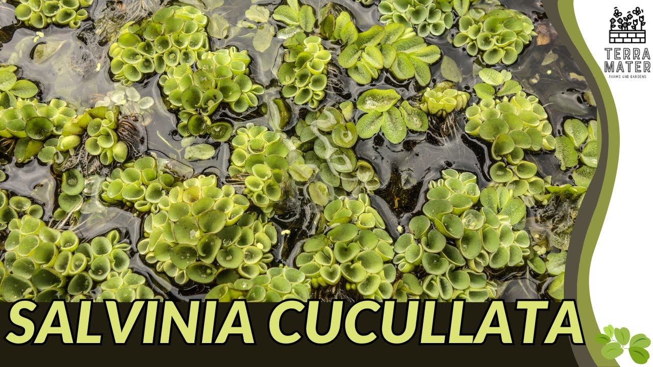 Salvinia cucullata 