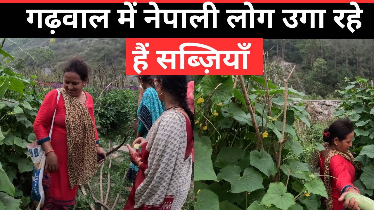गढ़वाल में नेपाली लोग उगारहे हैं सब्ज़ियाँ |Garhwal Uttrakhand 