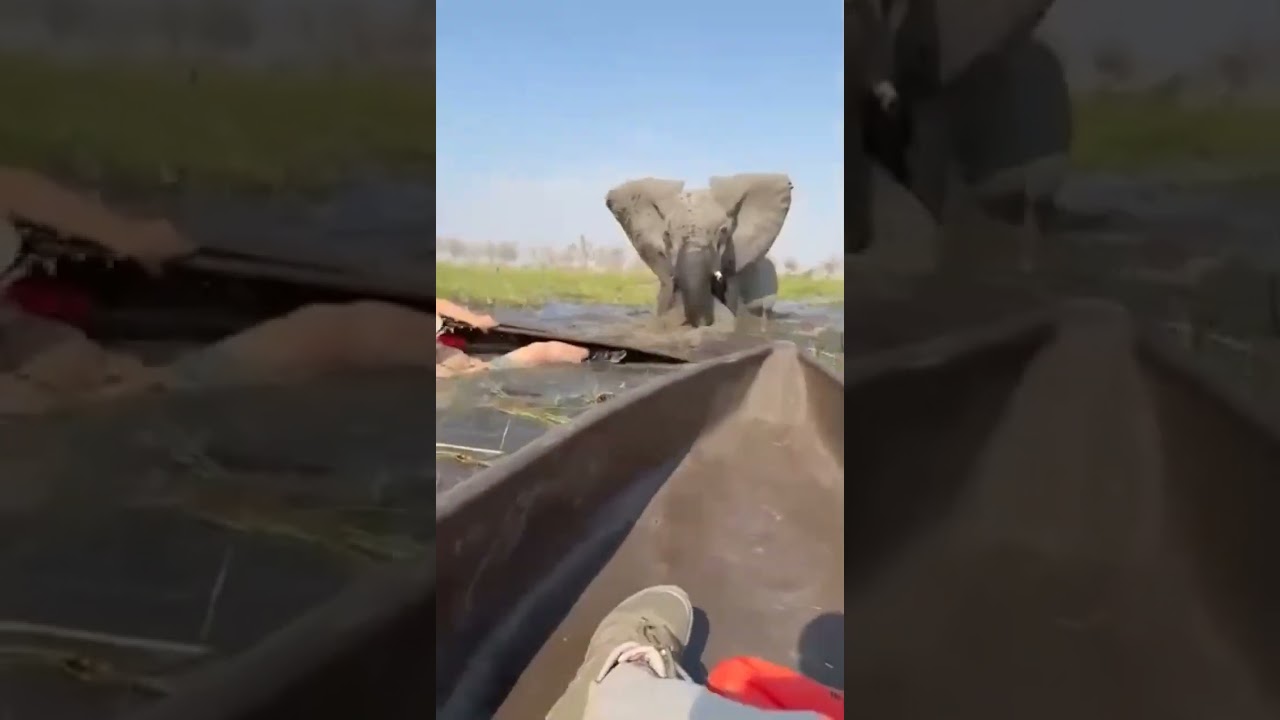 Elephant attacks Tourists in Dugout Canoes - Mokoro Safari in the Okavango Delta, Botswana