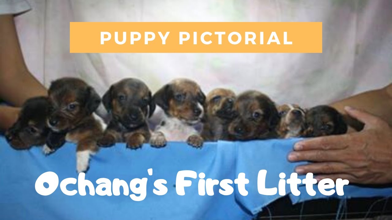 MINIATURE DACHSHUND PUPPIES PICTORIAL (Ochang's first litter)
