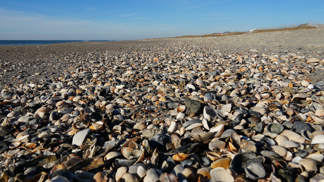 Epic Shelling at Holden Beach! What can you find at NC's Famous Beach?