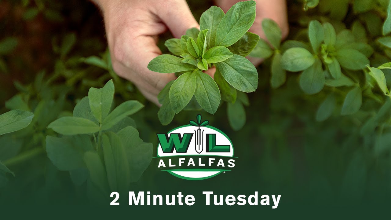 Alfalfa Seeding Basics - Do It Right The First Time