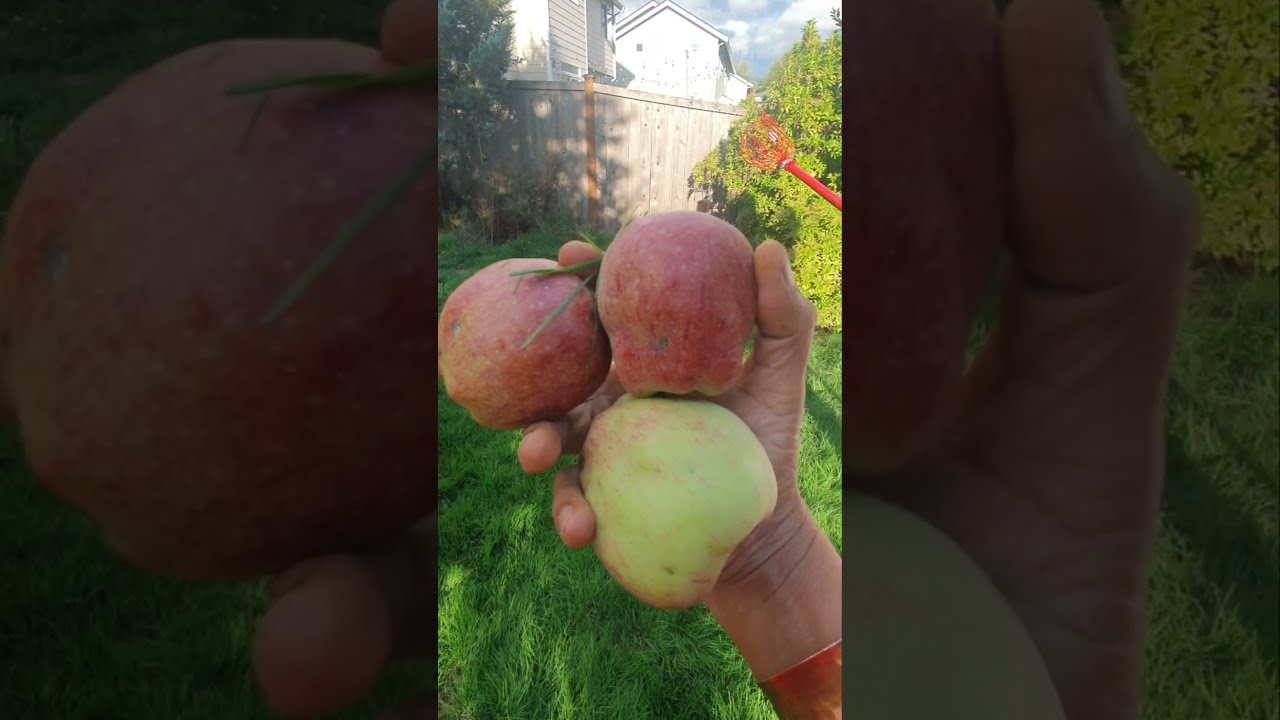 Applicious in Washington@theworldofmala
