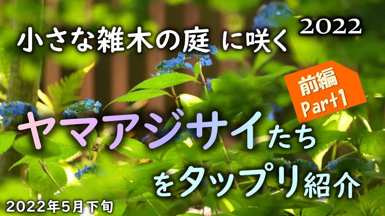 庭で地植えの「ヤマアジサイ」全て見せます　オンライン オープンガーデン（前編 Part1）　大自然のように楚々と咲くヤマアジサイの姿をご覧ください！