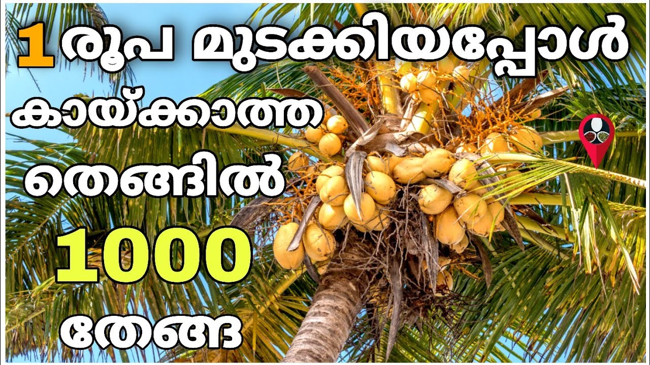 തേങ്ങ കുലകുത്തി നിറയും ഇനി | Coconut farming & cultivation | How to grow and fertilize coconut tree