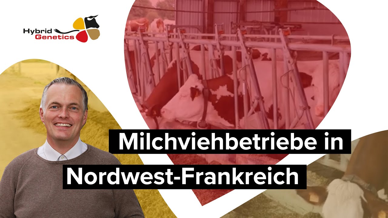 Besuch auf zwei Montbéliarde-Betrieben in Nordwest-Frankreich im Herbst 2021 (Milchkühe)