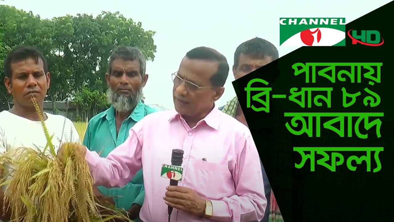 উচ্চ ফলনশীল ব্রি-ধান ৮৯ আবাদে সফল পাবনার চাষীরা