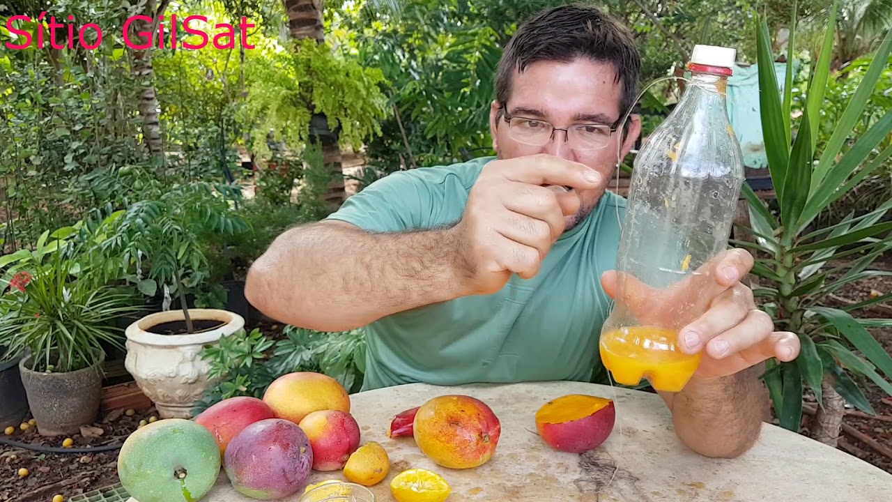 MOSCA DA FRUTA  VEJA O RESULTADO #SítioGilSat