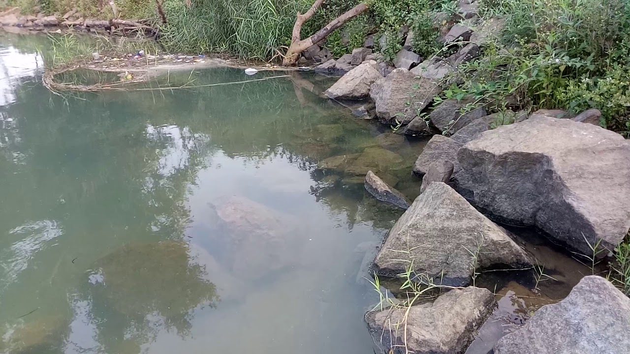 Devario devario(bengal danio) in wild in odisha