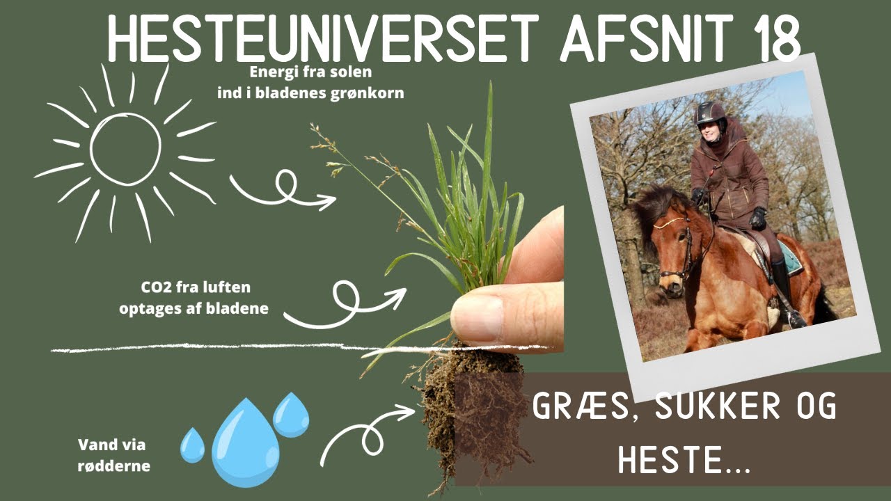 HesteUniverset Afsnit 18 - Græs, sukker og heste