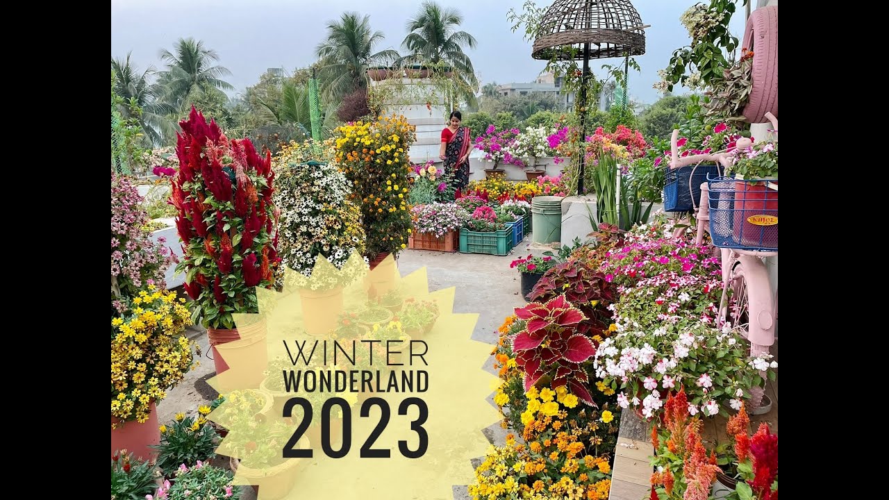 Winter Garden Tour | Winter Flower Towers | Winter flowers on my terrace