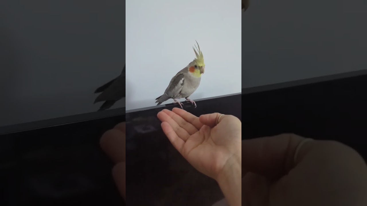 Untamed vs Tamed Cockatiel. #cockatiel #parrot #bird #pet #calopsita #عروسهلندی