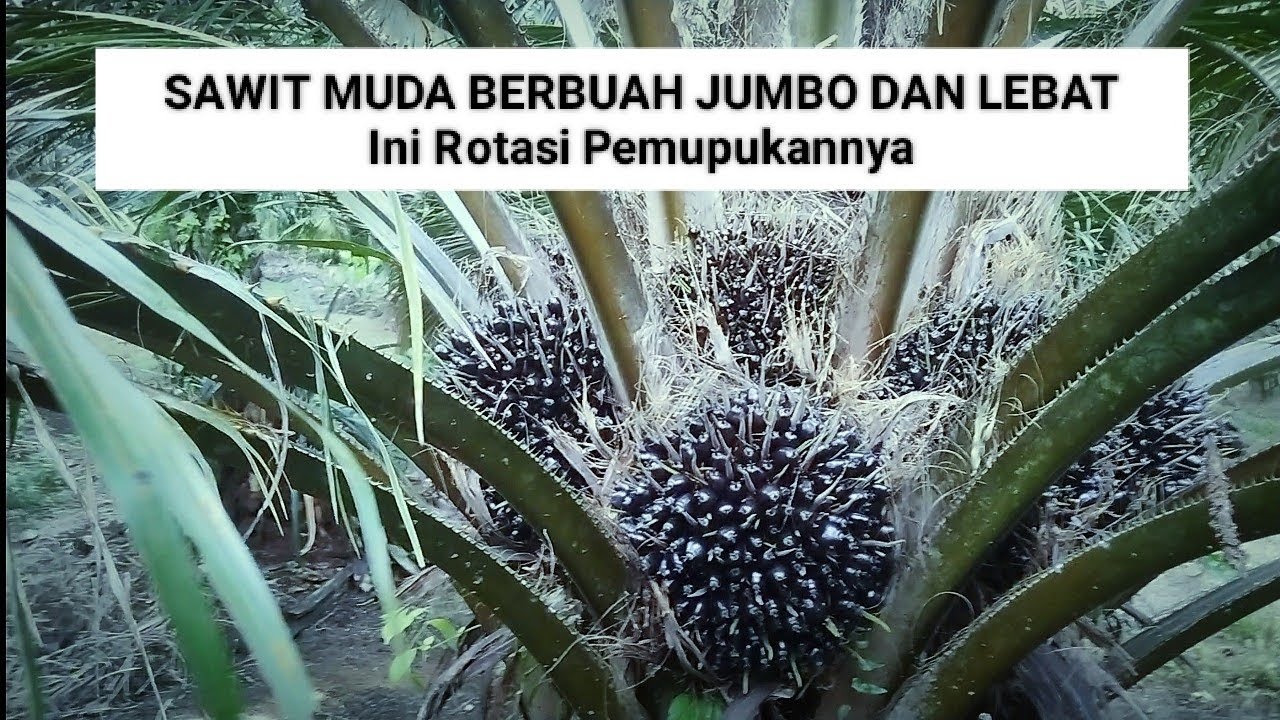 Buah Sawit Lebat dan Babon Babon, Ini Dia Pupuknya