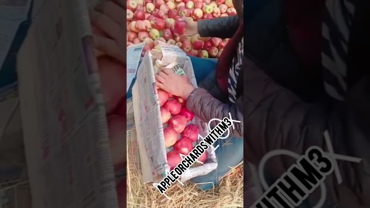 gift/4/paking #orchard #fruitcultivation #orchardlife #nature #love #hindisong #orchardfarming ....