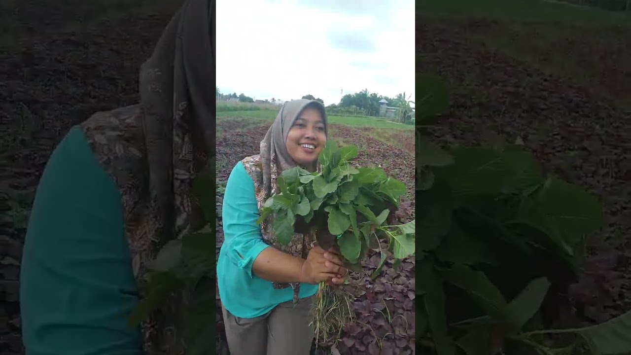Tiga macam panen bayam #minivlog #fypyoutube #trieyunichannel #ladang #fyp #subscribe #funny 