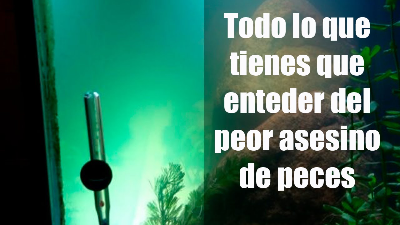Amonio/Amoniaco ¿Una Muerte Segura? | El amonio en el acuario | Todo Lo Que Necesitas Saber