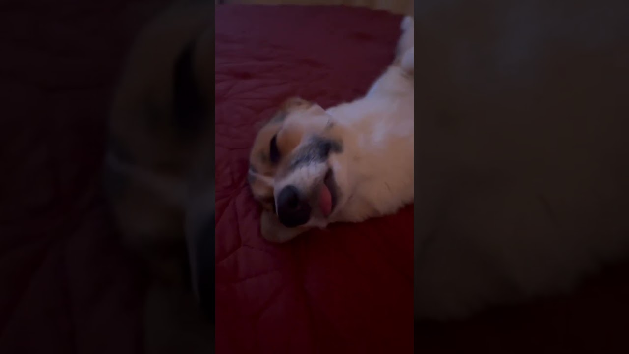 Francis the corgi queen of derp